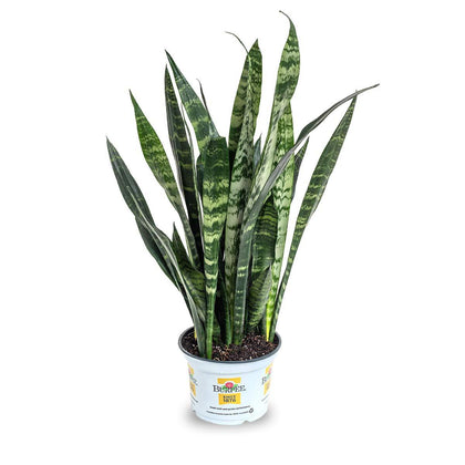 Indoor Plants