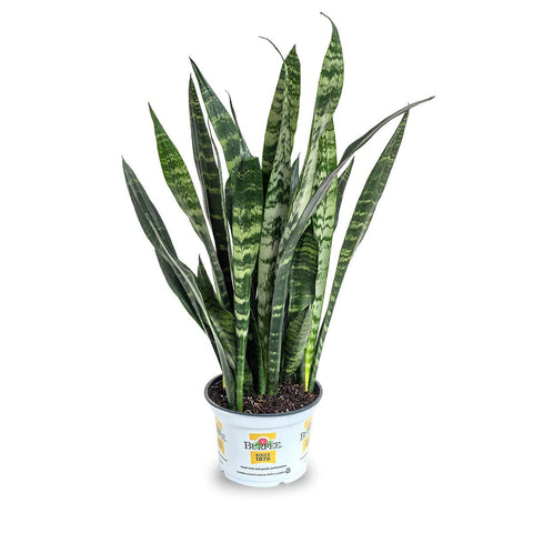Indoor Plants
