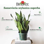 Burpee 'Black Coral' Snake Plant