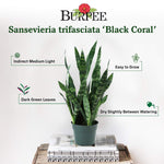 Burpee 'Black Coral' Snake Plant