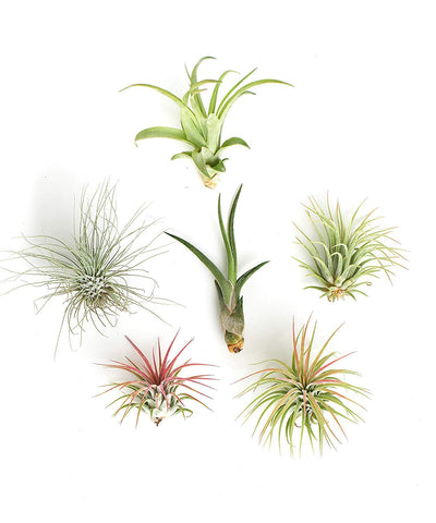 Succulents Assorted Collection of Live Air Plants